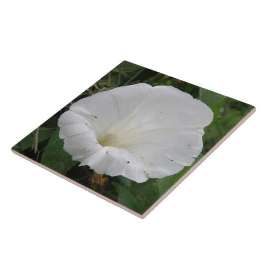 Hübsche Blume Convolvula Tile Fliese (Seite)