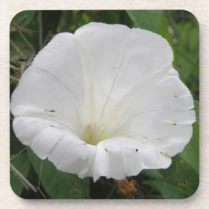 Hübsche Blume Convolvulus Cork Untersetzer