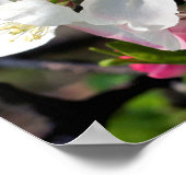 Hübsche Blume Crabappapapfelfrühling Nah Poster (Ecke)