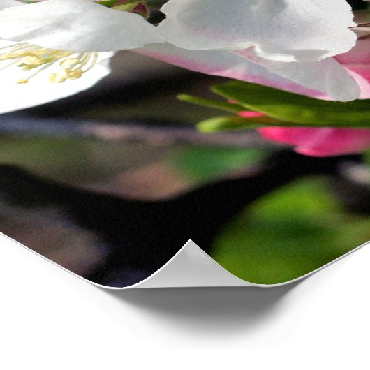 Hübsche Blume Crabappapapfelfrühling Nah Poster (Ecke)