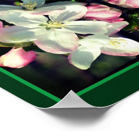 Hübsche Blume Crabappapfel blüht Abstrakt Poster (Ecke)