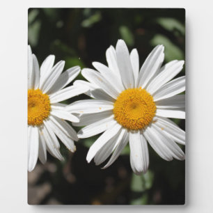 Hübsche Blume Fotoplatte
