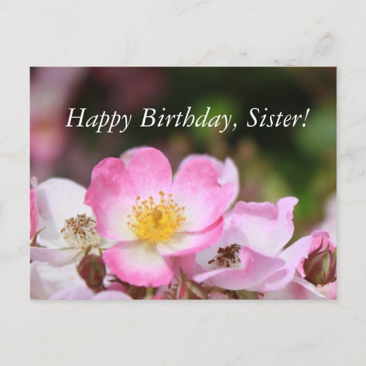 hübsche Blume für die wilde Rose Postkarte (Vorderseite)