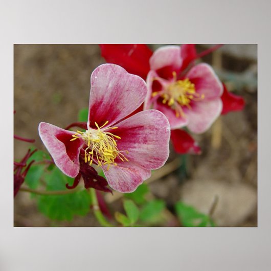 Hübsche Blume Poster (Vorne)