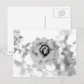 Hübsche Blume Postkarte (Vorne/Hinten)