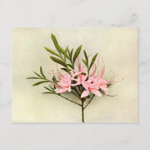 Hübsche Blume Postkarte