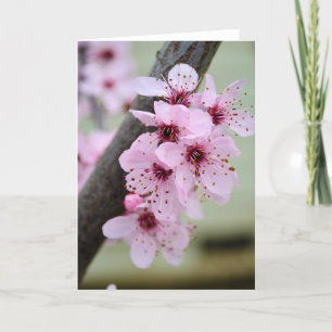 Hübsche Blume von Pink Cherry Blossom Karte