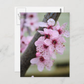 Hübsche Blume von Pink Cherry Blossom Postkarte (Vorne/Hinten)