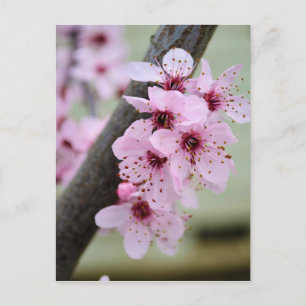 Hübsche Blume von Pink Cherry Blossom Postkarte