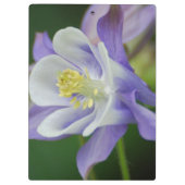 Hübsche Columbine-Blume Klemmbrett (Rückseite)