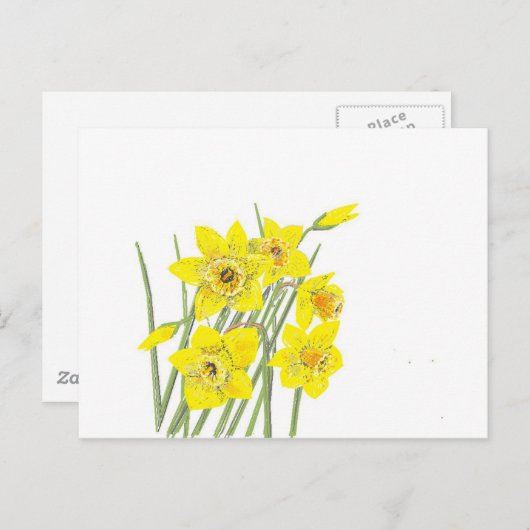 Hübsche Daffodien Postkarte (Vorne/Hinten)