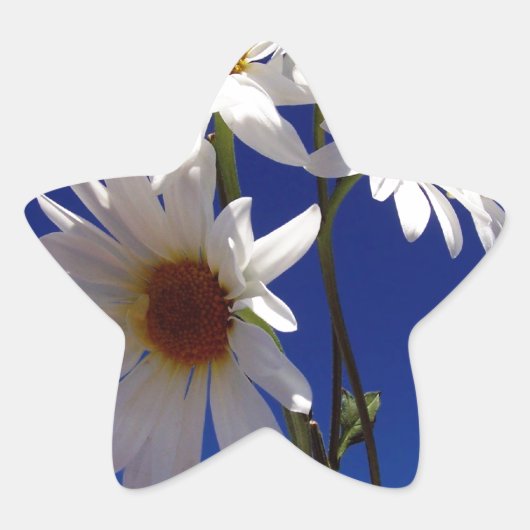 Hübsche Daisies Stern-Aufkleber (Vorderseite)