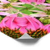 Hübsche Echanicea...... Poster (Ecke)