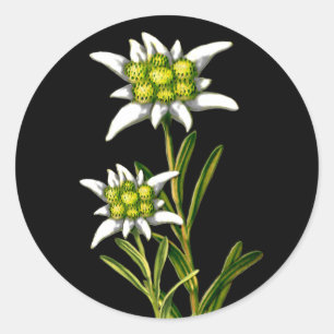 Hübsche Edelweiss Aufkleber