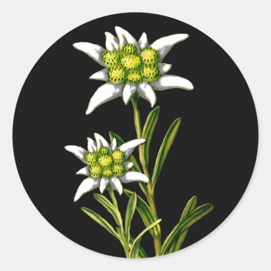 Hübsche Edelweiss-Aufkleber Runder Aufkleber (Vorderseite)