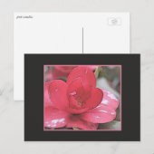 Hübsche, elegante rosa Kamelie-Blume Postkarte (Vorne/Hinten)