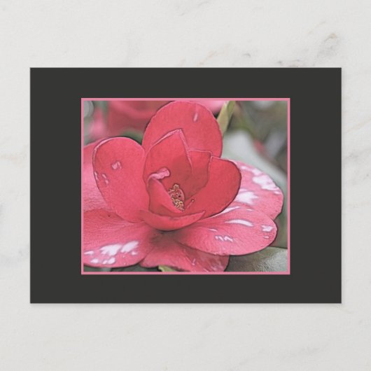 Hübsche, elegante rosa Kamelie-Blume Postkarte (Vorderseite)