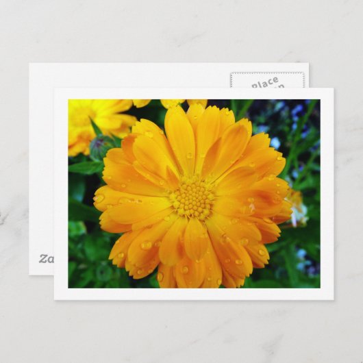 hübsche, frisch gelbe Blume Postkarte (Vorne/Hinten)
