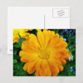 hübsche, frisch gelbe Blume Postkarte (Vorne/Hinten)