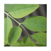 Hübsche, frisch grüne Sommer-Asche Blätter. Fliese (Vorderseite)