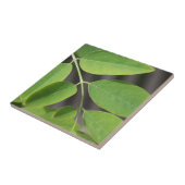 Hübsche, frisch grüne Sommer-Asche Blätter. Fliese (Seite)