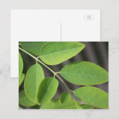 Hübsche, frisch grüne Sommer-Asche Blätter. Postkarte (Vorne/Hinten)