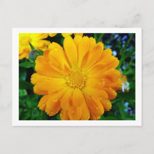 hübsche, frische gelbe Gänseblümchenblume Postkarte