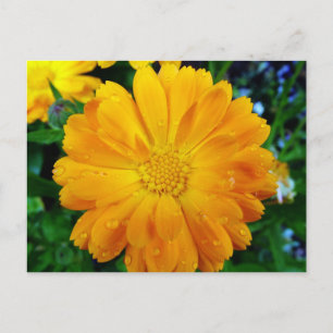hübsche, frische gelbe Gänseblümchenblume Postkarte