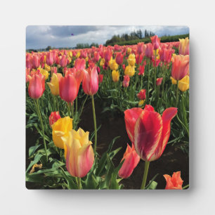 Hübsche Frühlingshuppen im Feld, Oregon Fotoplatte