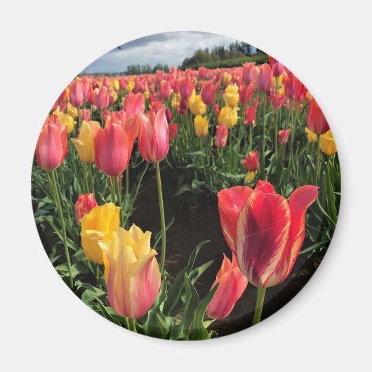 Hübsche Frühlingshuppen im Feld, Oregon Magnet (Vorne)