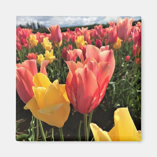 Hübsche Frühlingshuppen im Feld, Oregon Magnet (Vorne)