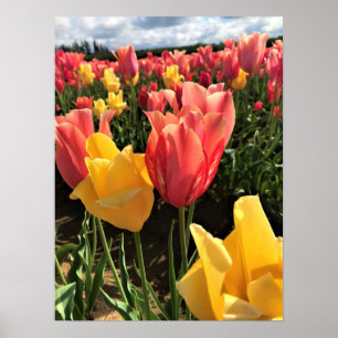 Hübsche Frühlingshuppen im Feld, Oregon Poster