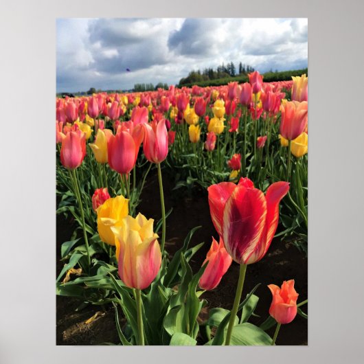 Hübsche Frühlingshuppen im Feld, Oregon Poster (Vorne)