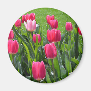 hübsche Frühlingsrosatulpenblumen. Garten floral Magnet