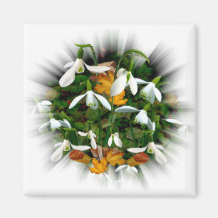 Hübsche Frühlingssnowdrops Magnet