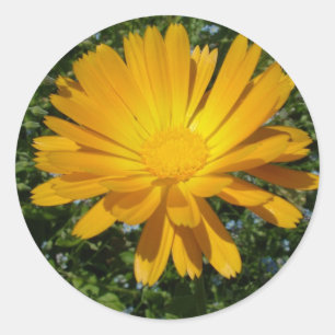 hübsche gelbe Blume, Gänseblümchen Runder Aufkleber