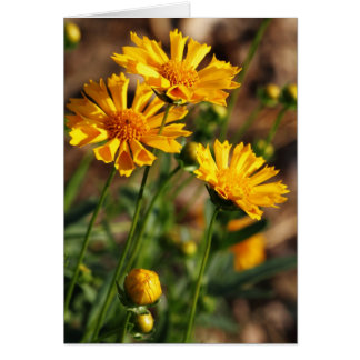 Hübsche gelbe Blumen