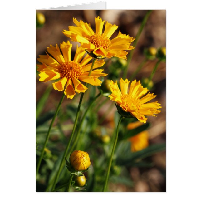 Hübsche gelbe Blumen (Vorne)