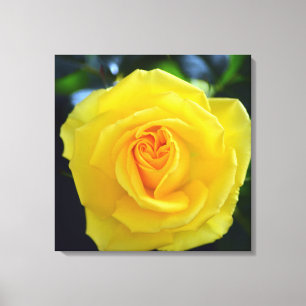 Hübsche gelbe Rosenblumenfotografie. Leinwanddruck