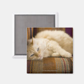 Hübsche, gelbe Tabi Katze auf einem Sofa. Magnet (Vorderseite/Rückseite)