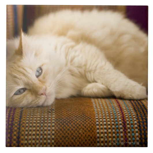 Hübsche gelbe tabi Katze, die auf Couch legt Fliese (Vorderseite)