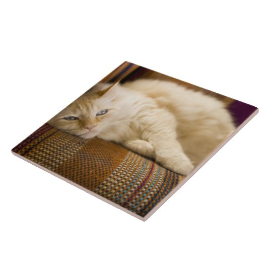 Hübsche gelbe tabi Katze, die auf Couch legt Fliese (Seite)