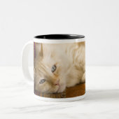 Hübsche gelbe tabi Katze, die auf Couch legt Zweifarbige Tasse (Vorderseite Links)