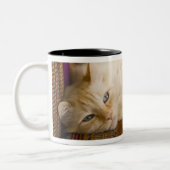 Hübsche gelbe tabi Katze, die auf Couch legt Zweifarbige Tasse (Links)