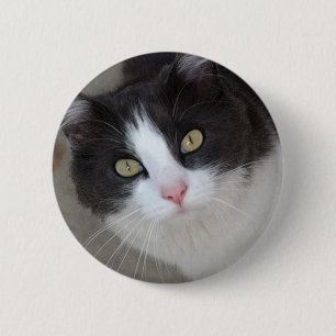 Hübsche graue und weiße Katze Button