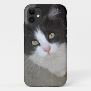 Hübsche graue und weiße Katze Case-Mate iPhone Hülle