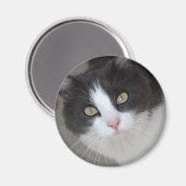 Hübsche graue und weiße Katze Magnet (Vorderseite/Rückseite)