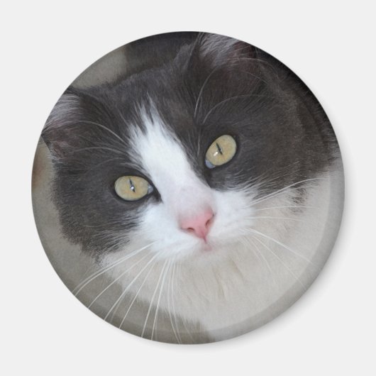 Hübsche graue und weiße Katze Magnet (Vorne)