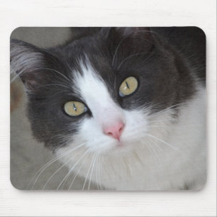 Hübsche graue und weiße Katze Mousepad