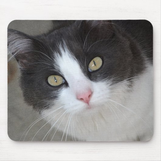 Hübsche graue und weiße Katze Mousepad (Vorne)